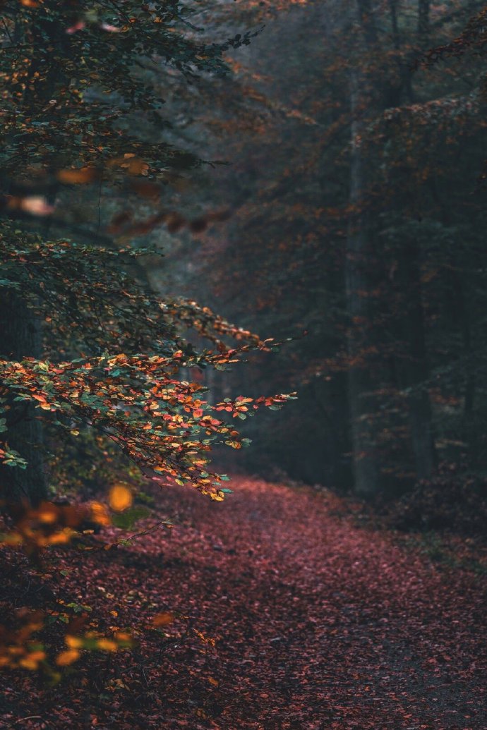 点击大图看下一张：林间秋色，让人心静