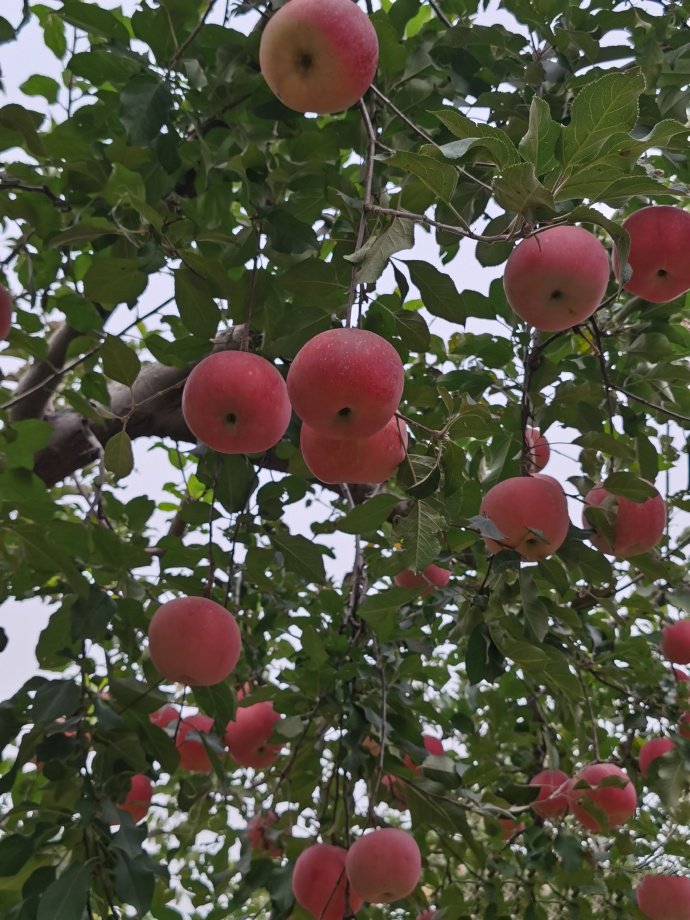 点击大图看下一张：一组挂树上新鲜的苹果图片
