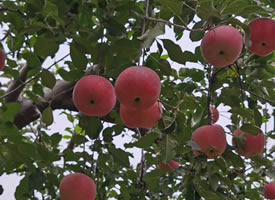 一组挂树上新鲜的苹果图片