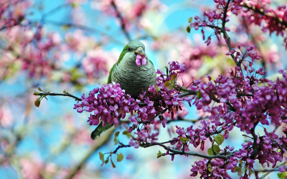 点击大图看下一张：花间枝头上的小鸟图片