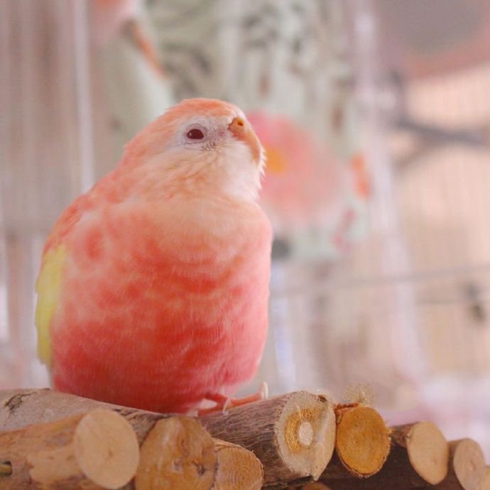 点击大图看下一张：水蜜桃味儿的秋草鹦鹉