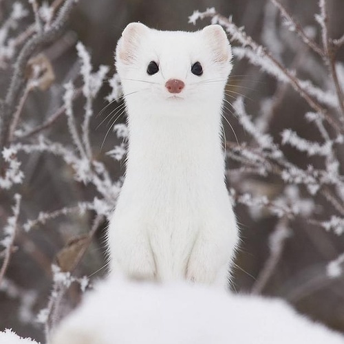 点击大图看下一张：一组雪白雪白的小吃货猫鼬