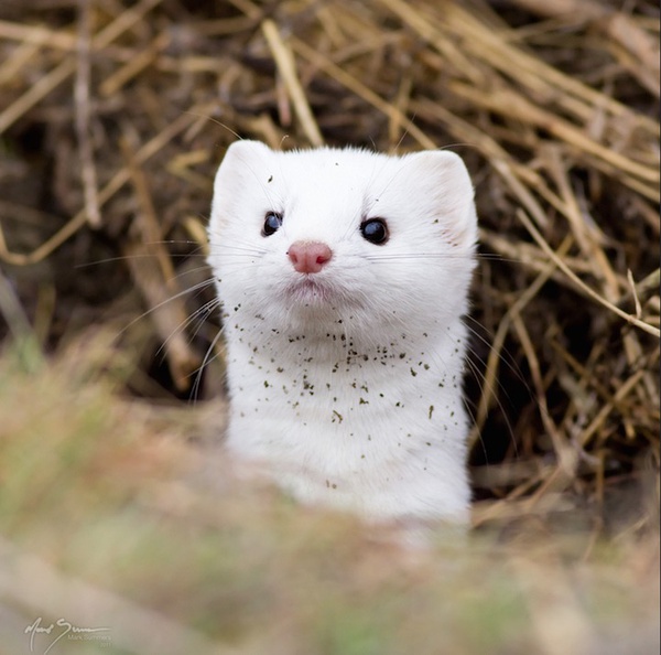 点击大图看下一张：一组雪白雪白的小吃货猫鼬