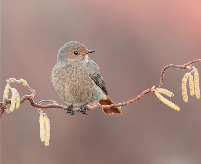 点击大图看下一张：一组枝头的小胖鸟意境图片