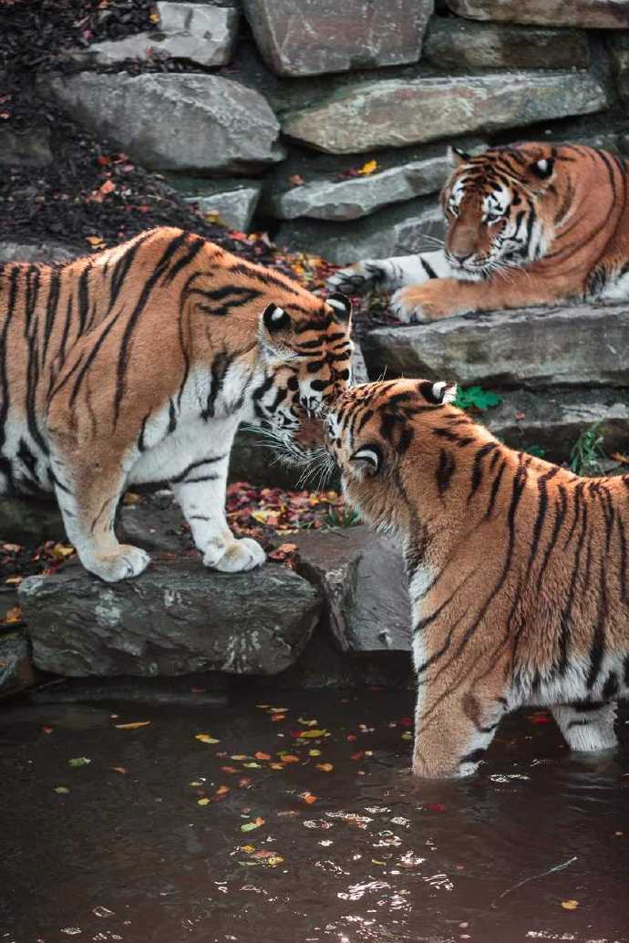 点击大图看下一张：比利时天堂动物园的老虎们