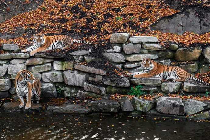 点击大图看下一张：比利时天堂动物园的老虎们