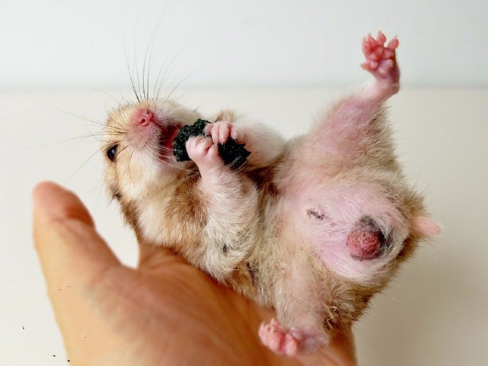 点击大图看下一张：一组超可爱的迷你小仓鼠图片