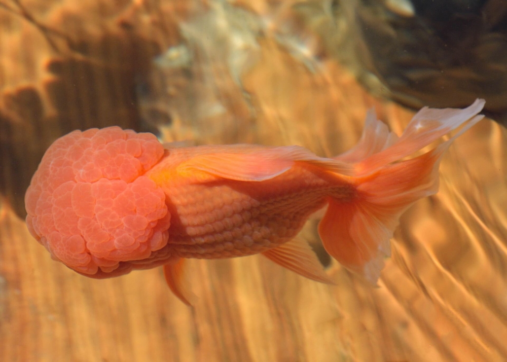点击大图看下一张：一组橘色小金鱼图片