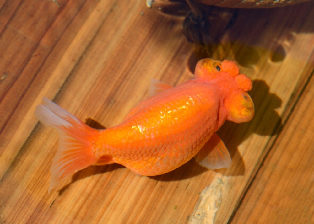 点击大图看下一张：一组橘色小金鱼图片