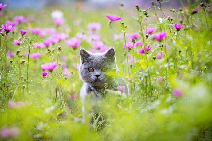 点击大图看下一张：花丛中胖乎乎的英短猫图片