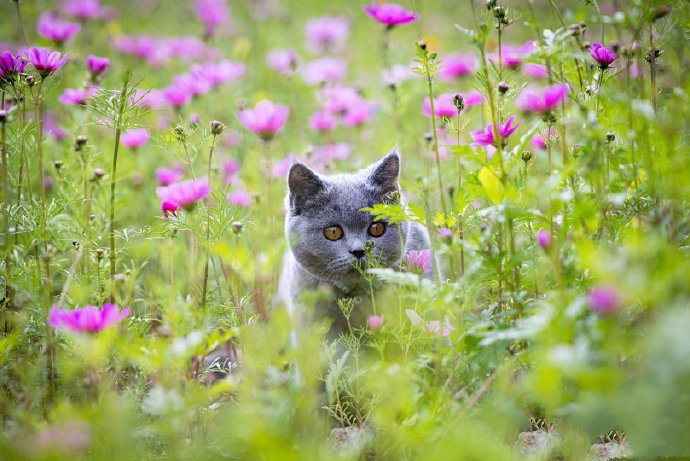 点击大图看下一张：花丛中胖乎乎的英短猫图片