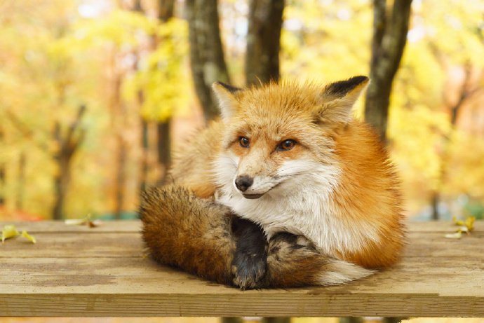 点击大图看下一张：带着浓浓的焦糖味儿的狐狸