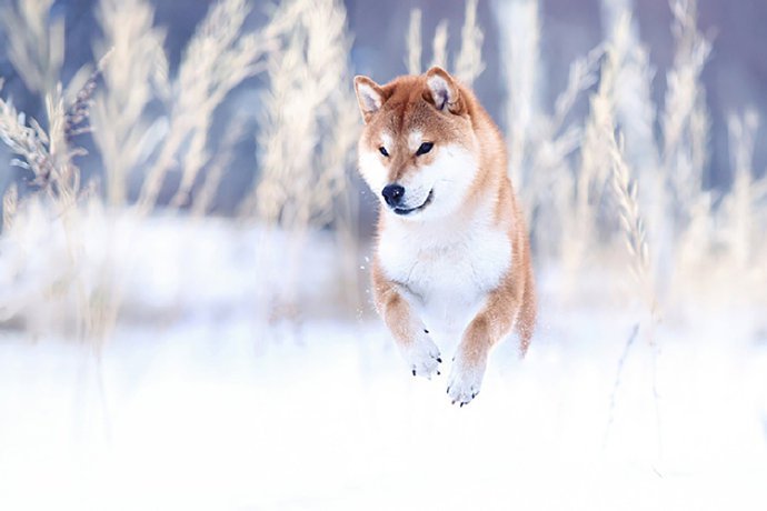 点击大图看下一张：雪地里超美的狗狗图片欣赏