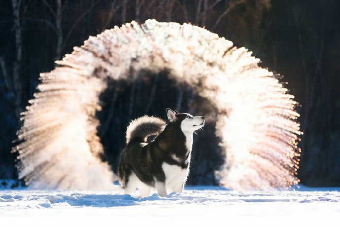 点击大图看下一张：雪地里超美的狗狗图片欣赏