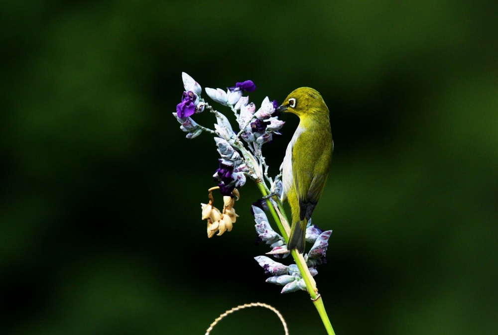点击大图看下一张：在花枝上觅食的绣眼鸟图片