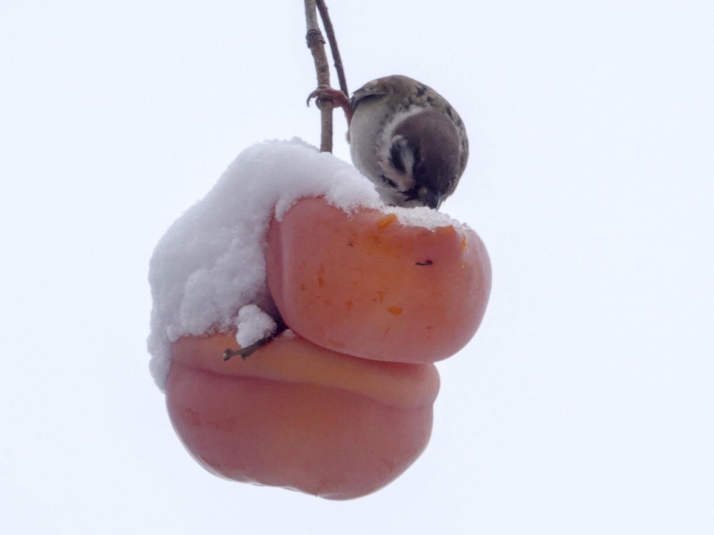 点击大图看下一张：柿子上都堆满雪的唯美图片
