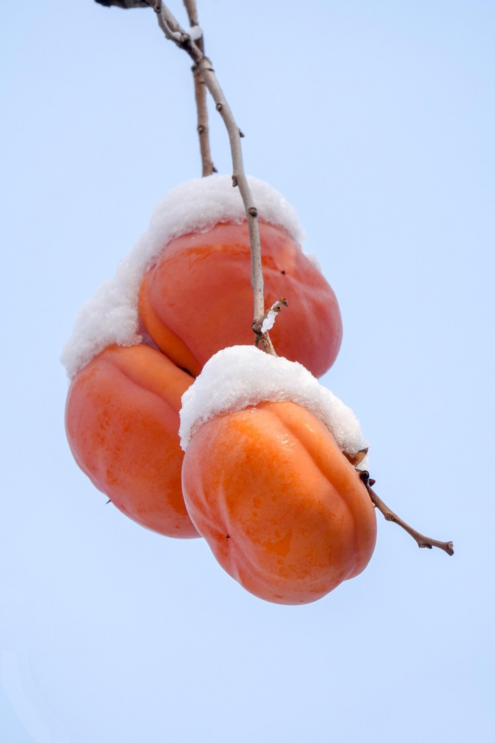 点击大图看下一张：柿子上都堆满雪的唯美图片