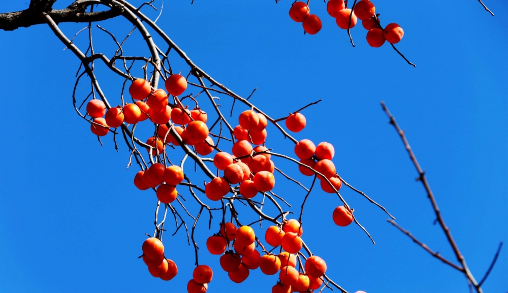 点击大图看下一张：挂在枝头超美的柿子图片