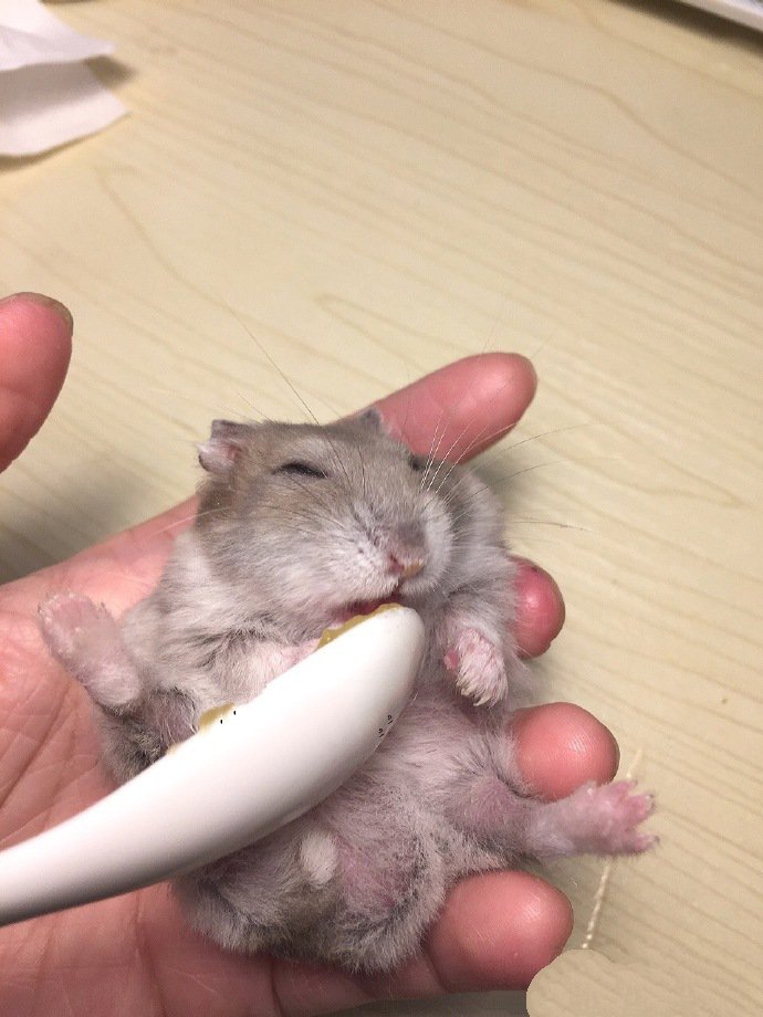 点击大图看下一张：一只手就能捏住的小仓鼠