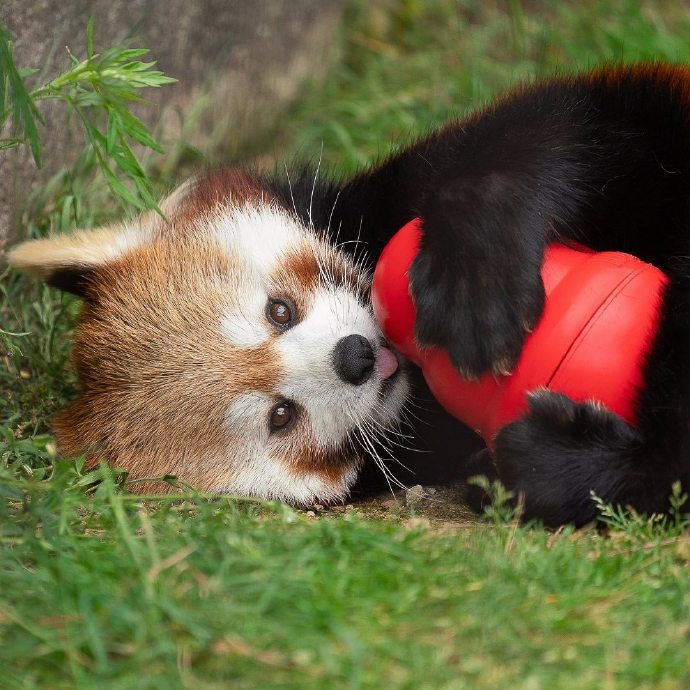 点击大图看下一张：一组超乖的小熊猫图片