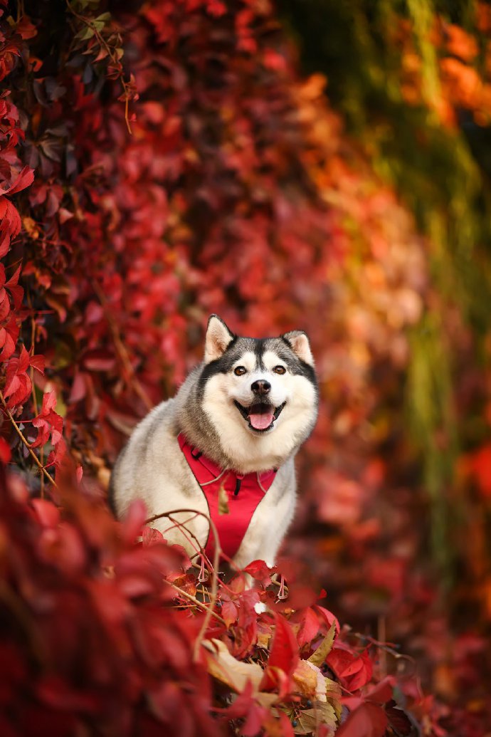 点击大图看下一张：秋天美景下的狗狗图片欣赏