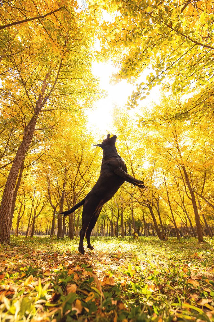 点击大图看下一张：秋天美景下的狗狗图片欣赏