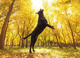 秋天美景下的狗狗图片欣赏