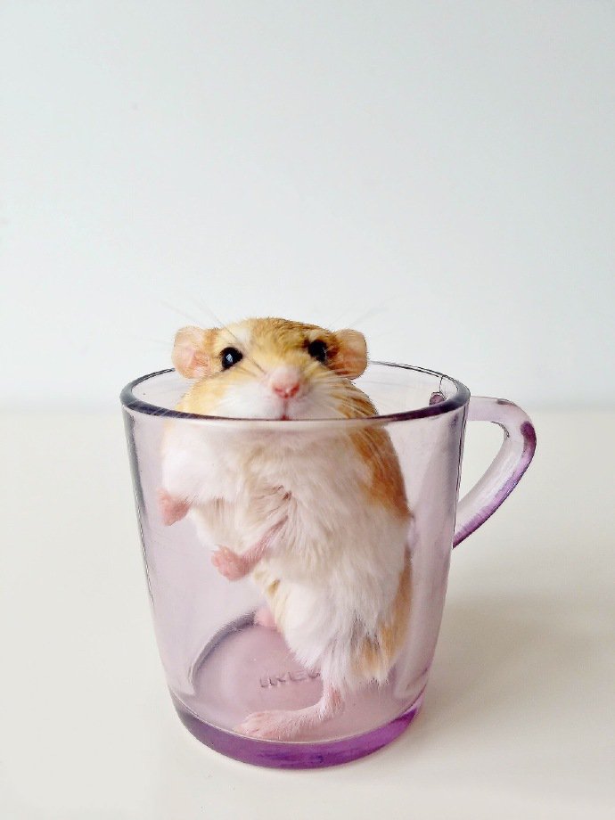 点击大图看下一张：杯子就能装住的小仓鼠图片