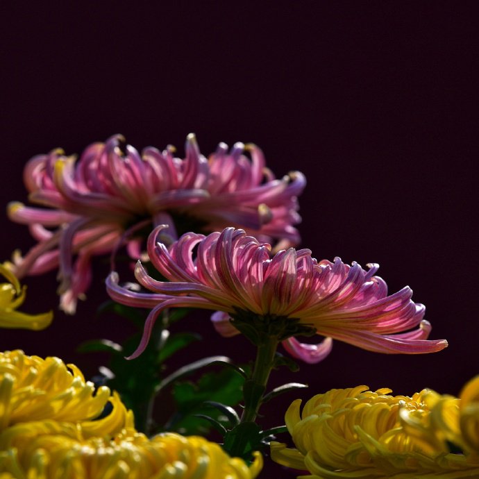 点击大图看下一张：一组超美的北海菊花展图片