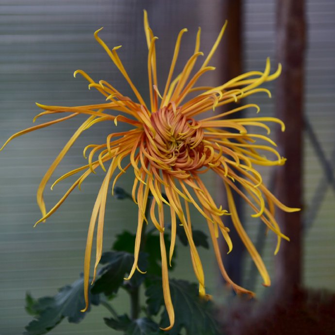 点击大图看下一张：一组超美的北海菊花展图片