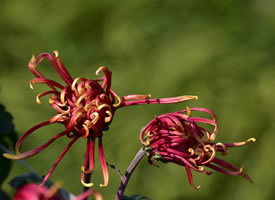 一组超美的北海菊花展图片