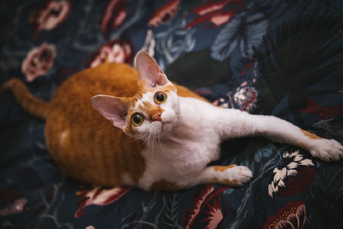 点击大图看下一张：一只胖胖的德文卷毛猫图片