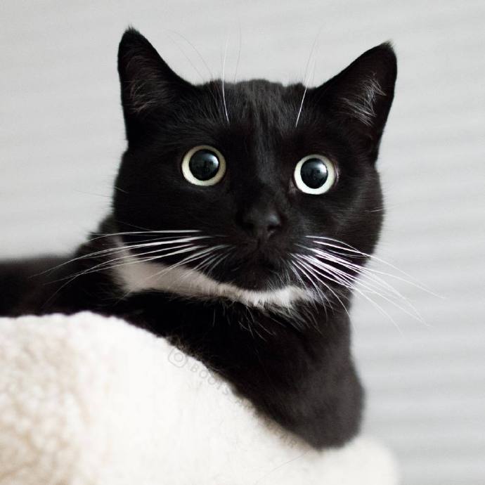 点击大图看下一张：一组可爱的黑色猫咪图片