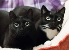 一组可爱的黑色猫咪图片