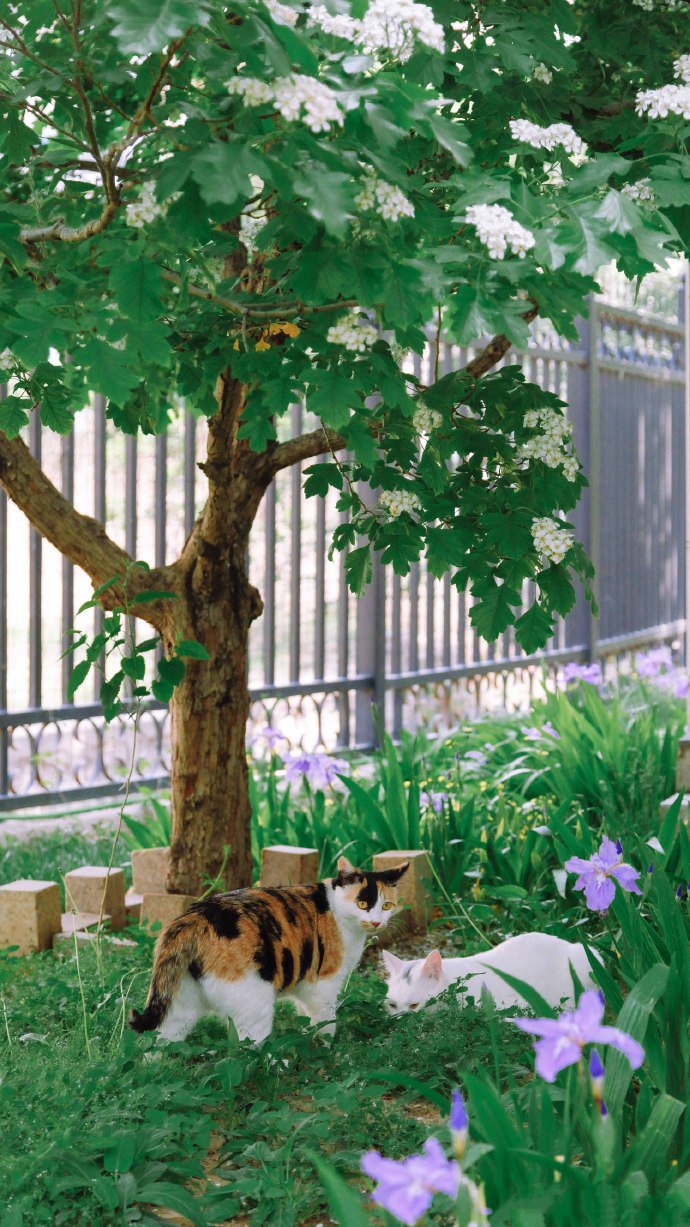 点击大图看下一张：两只树下逗乐的猫咪图片
