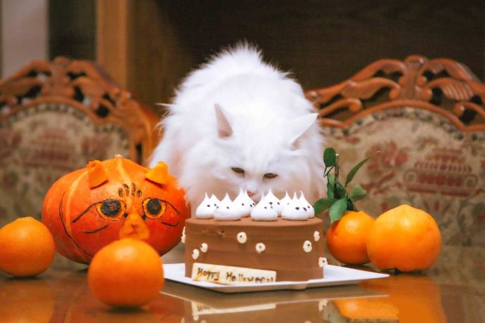 点击大图看下一张：一组过万圣节的猫咪图片