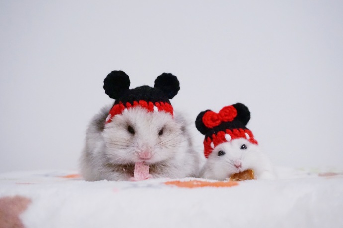 点击大图看下一张：一组可爱无比的小仓鼠图片