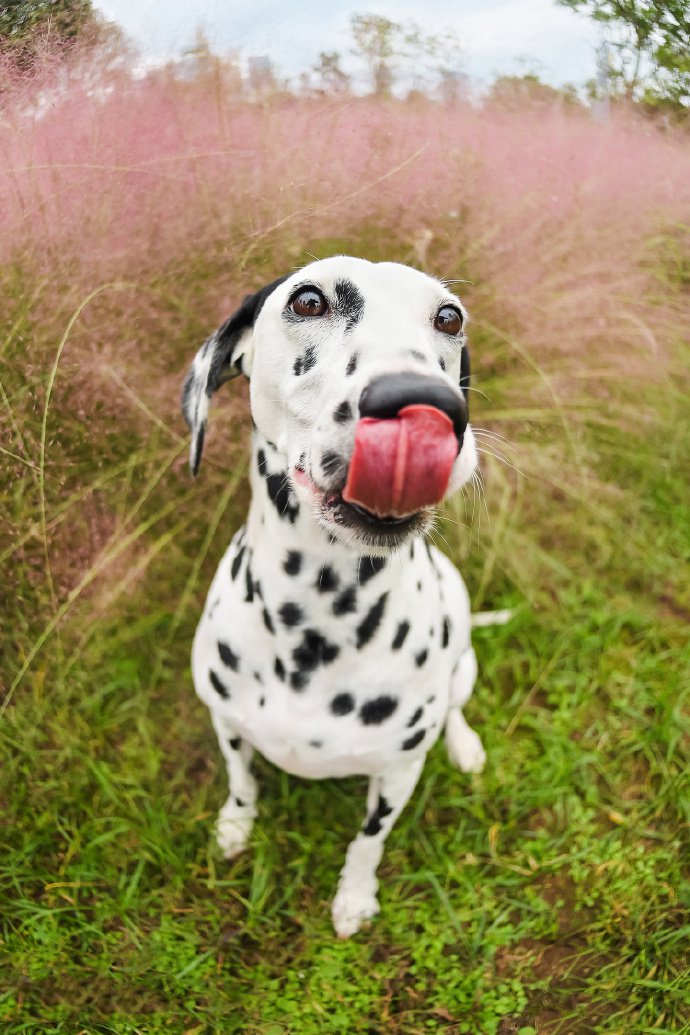 点击大图看下一张：一组活泼可爱的斑点狗图片
