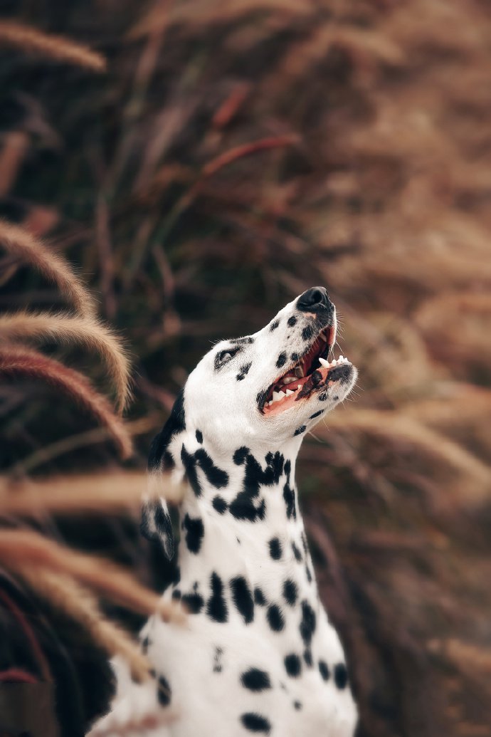 点击大图看下一张：一组活泼可爱的斑点狗图片