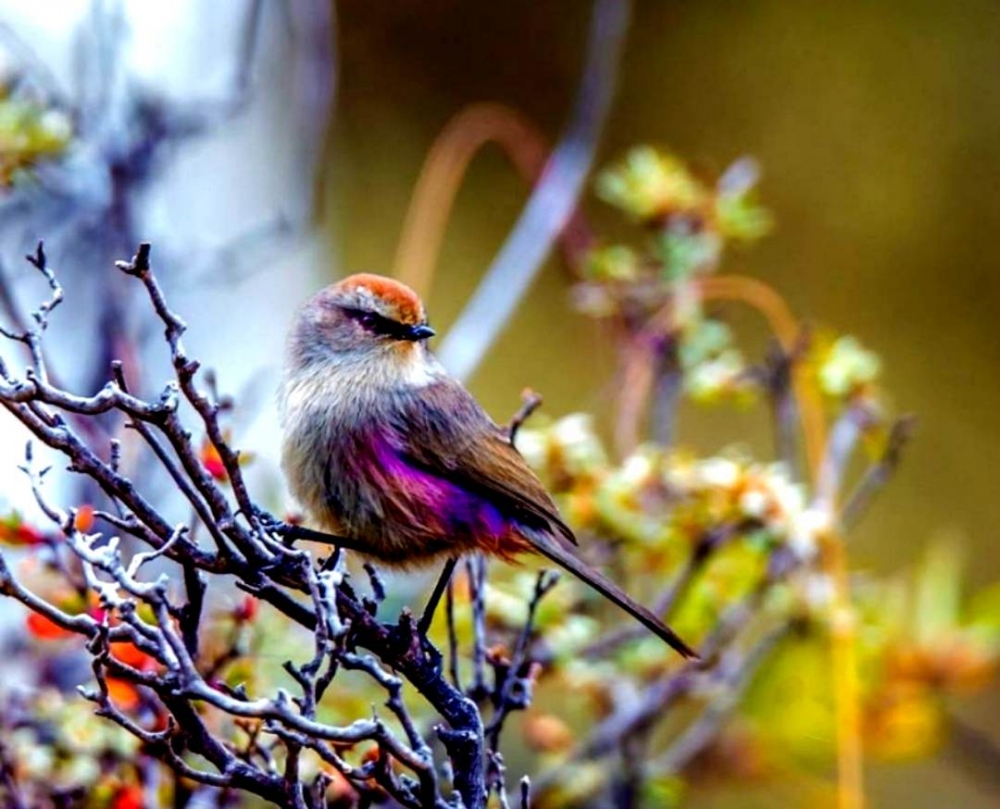 点击大图看下一张：一组奇妙美丽的鸟类图片