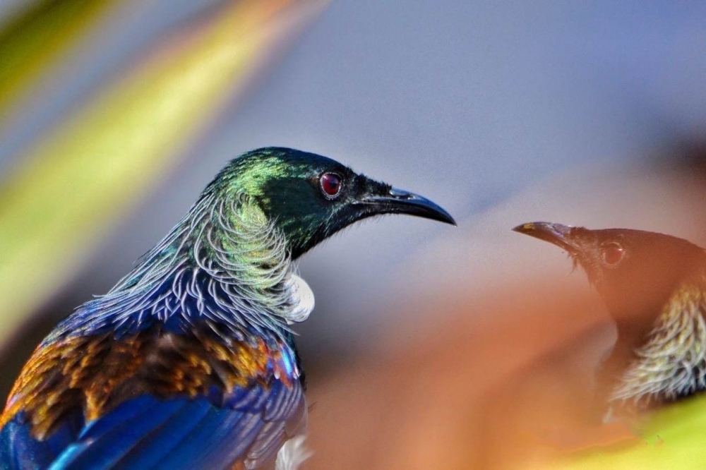 点击大图看下一张：一组奇妙美丽的鸟类图片