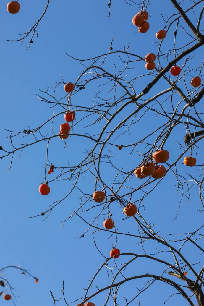 点击大图看下一张：蓝天下，耀目的柿子……从夏末到初冬