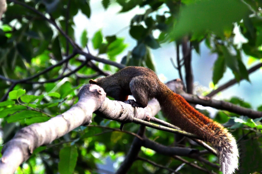 点击大图看下一张：爬树超快的赤腹松鼠图片