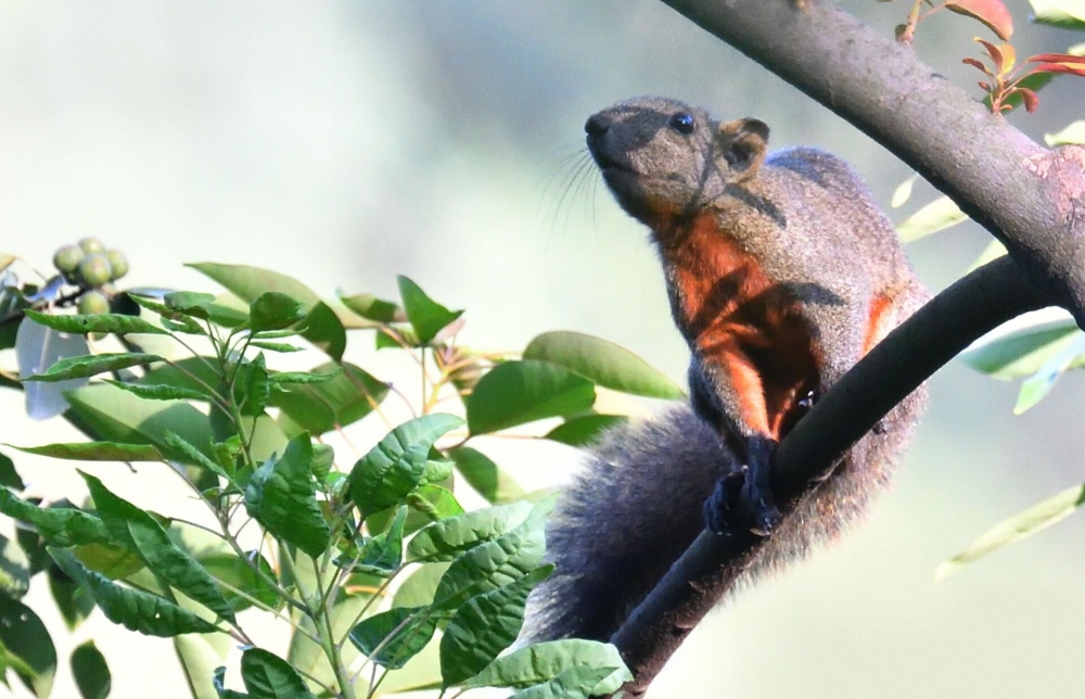 点击大图看下一张：爬树超快的赤腹松鼠图片
