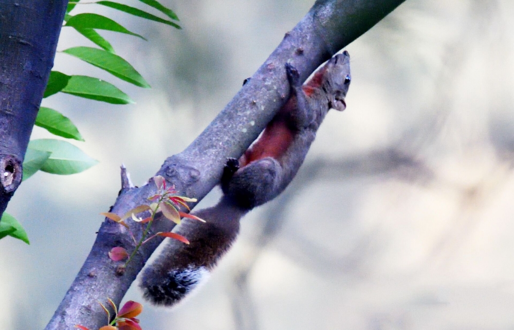 点击大图看下一张：在树上灵活行走的赤腹松鼠