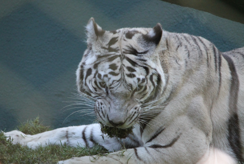点击大图看下一张：动物园里的孟加拉白虎图片