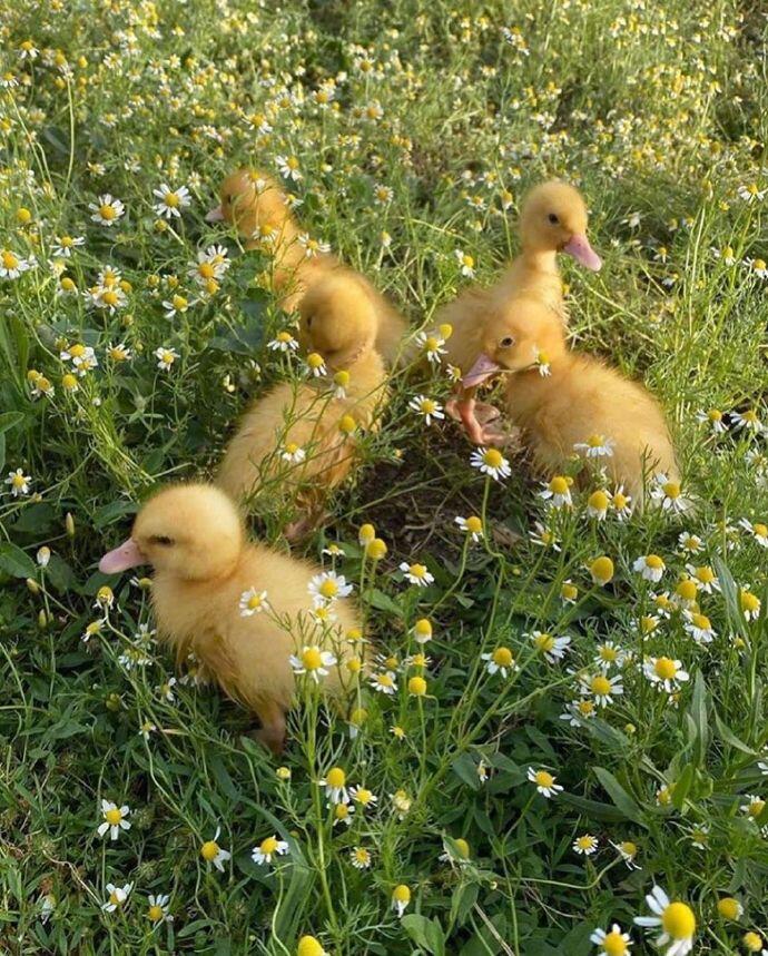 点击大图看下一张：一组可爱的黄色小鸭子图片