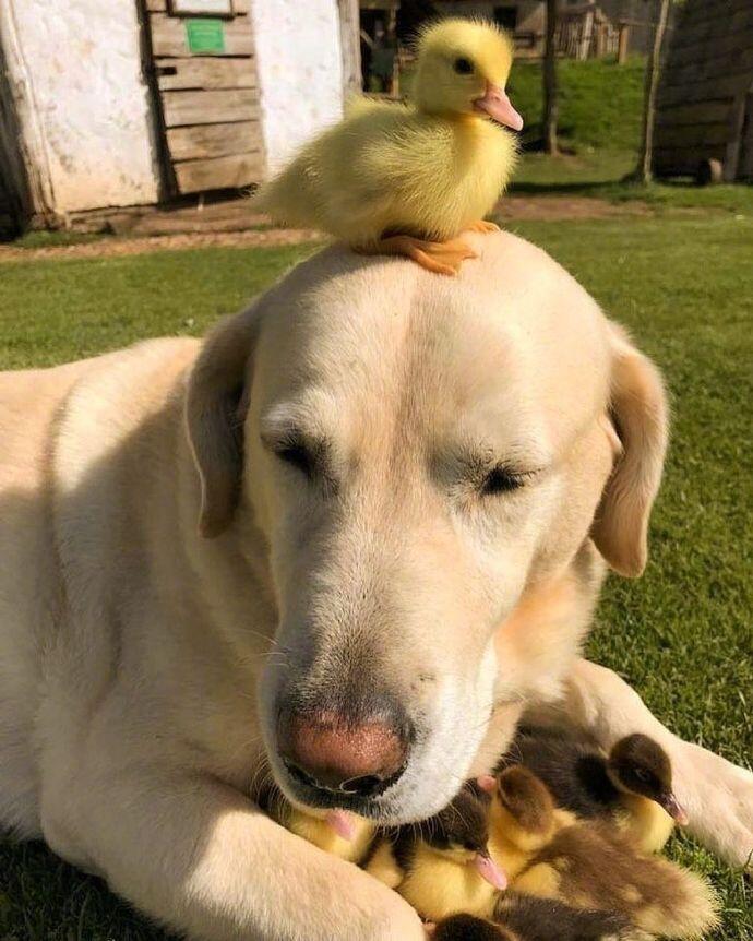 点击大图看下一张：一组可爱的黄色小鸭子图片
