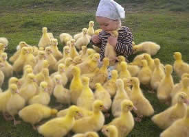 一组可爱的黄色小鸭子图片