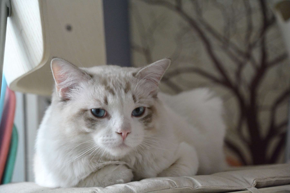 点击大图看下一张:布偶猫的美好时光